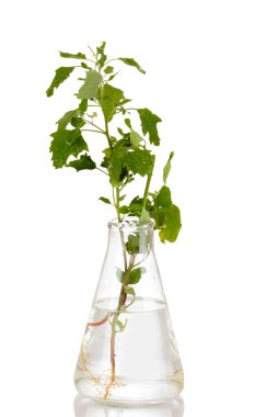 tüp üzerinde izole beyaz bitki