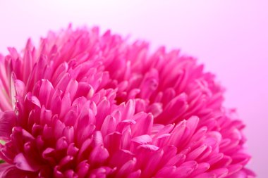 güzel aster çiçek, pembe bir arka plan üzerinde