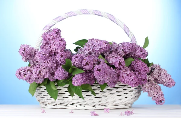 Hermosas flores lila en cesta sobre fondo azul — Foto de Stock