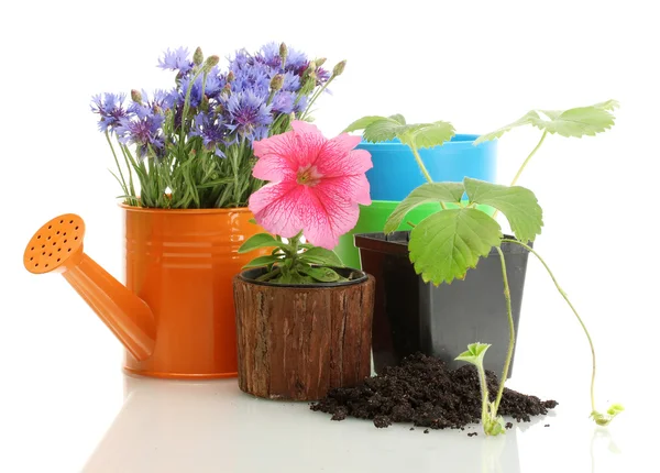 Watering can and plants in flowerpot isolated on white — Stock Photo, Image