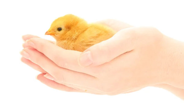 Hermoso poco de pollo en las manos aislado en el blanco — Foto de Stock