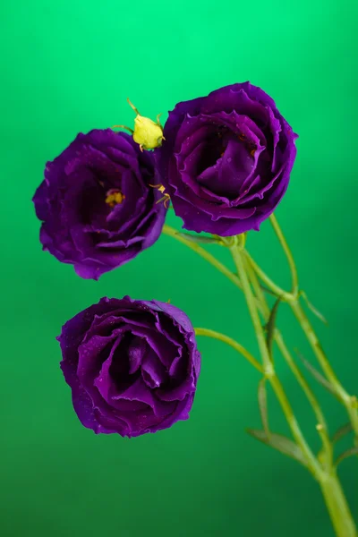 Purple eustoma on bright green background — Stock Photo, Image