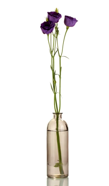 Paarse eustoma bloemen in vaas geïsoleerd op wit — Stockfoto