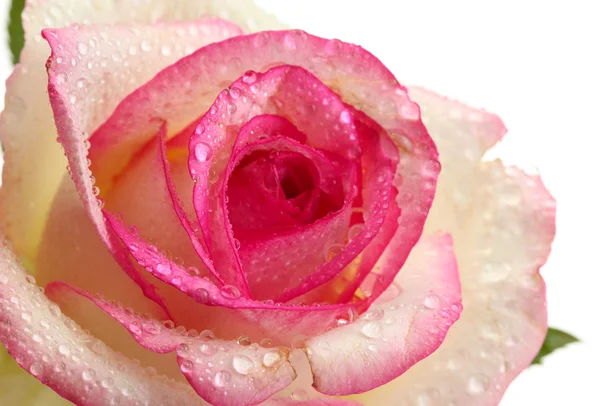 美丽的粉红色玫瑰，孤立在白色 — 图库照片