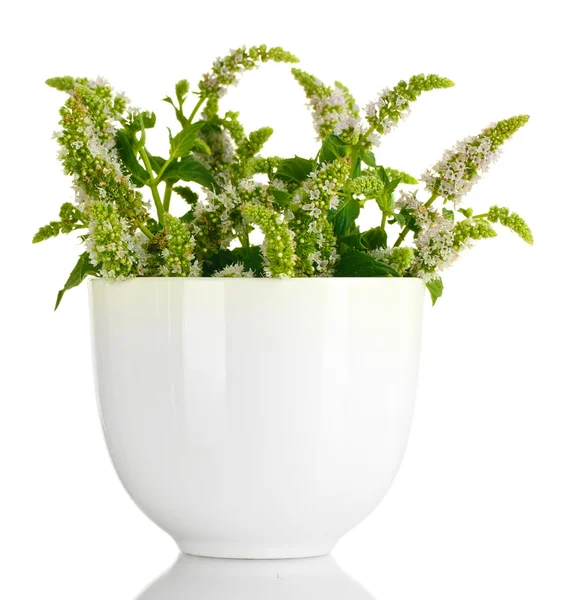 Färsk mynta med blommor i cupen, isolerad på vit — Stockfoto