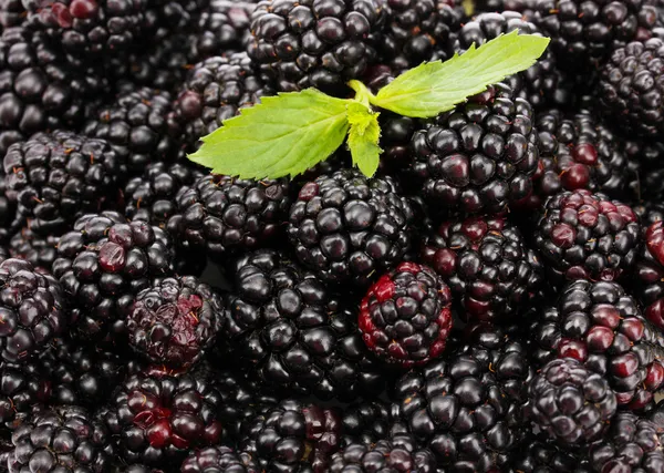 Background of beautiful blackberries with leaves — Stock Photo, Image
