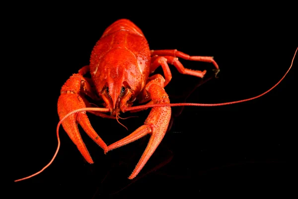 Tasty boiled crayfish isolated on black — Stock Photo, Image