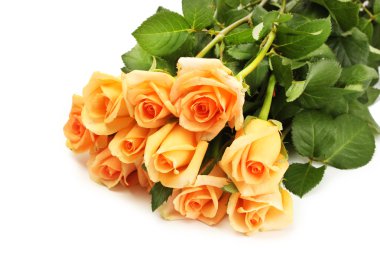 Beyaz üzerine izole edilmiş güzel güller.