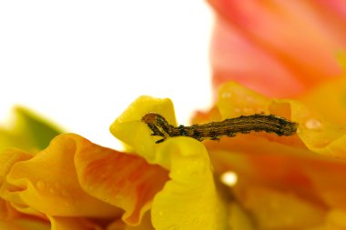 Glayöl yakın çekim sürünerek tırtıl