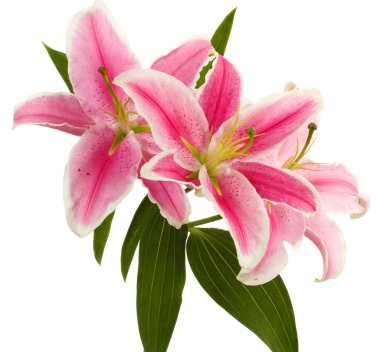 Güzel pembe zambak, beyaz üzerine izole edilmiş.