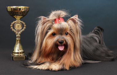 antika renkli arka plan üzerinde çevrili güzel yorkshire korkunç