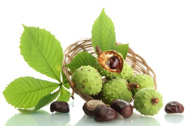 Sepette, üzerinde beyaz izole yapraklarla kestane