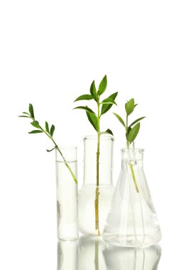 test tüpleri ile şeffaf bir çözüm ve beyaz arka izole bitki