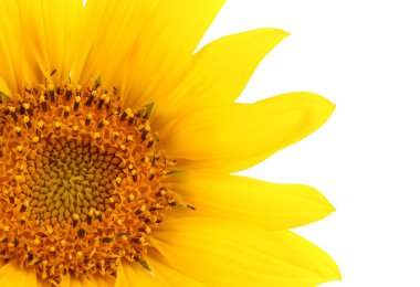 güzel ayçiçeği, üzerinde beyaz izole