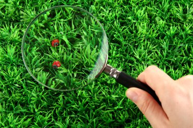 yeşil çimen Ladybirds ve el üzerinde büyüteç