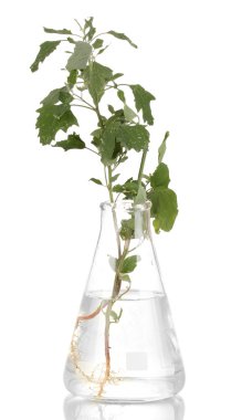 tüp üzerinde izole beyaz bitki