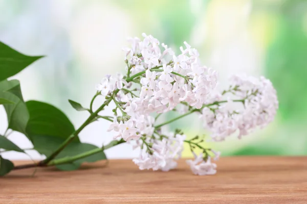 Branch of pink lilac on green background close-up — Stock Photo, Image