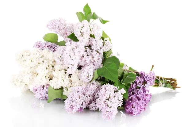 Gyönyörű lila virágokkal elszigetelt fehér — Stock Fotó