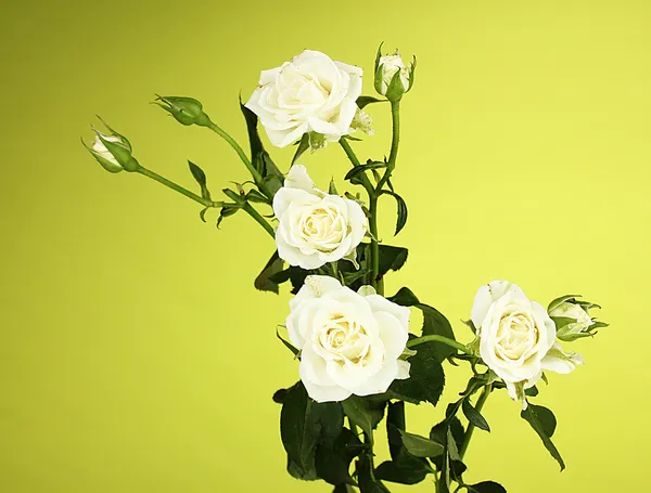 Όμορφα λευκά τριαντάφυλλα σε πράσινο φόντο κοντινό πλάνο — Φωτογραφία Αρχείου