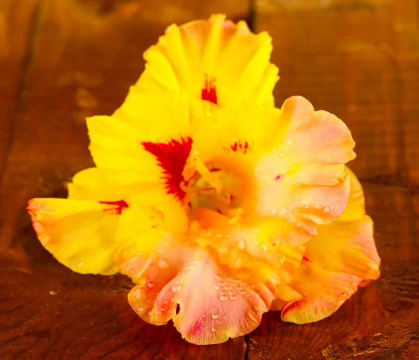 Schöne Knospe von gelb-rosa Gladiolen auf hölzernem Hintergrund Nahaufnahme — Stockfoto