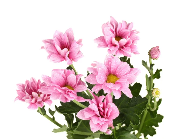 Gałąź piękne różowe chryzantemy na białym tle zbliżenie — Zdjęcie stockowe