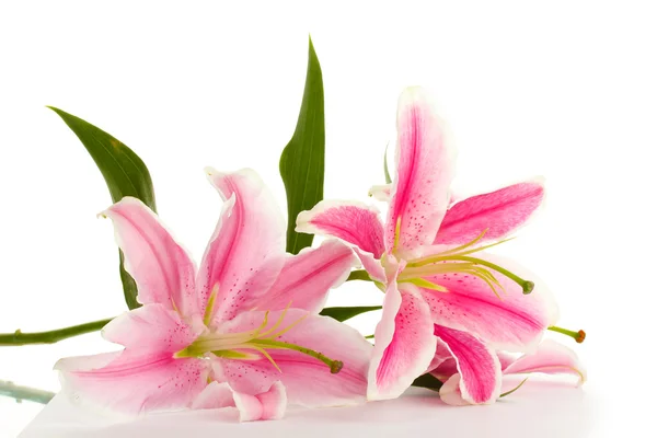 Beautiful pink lily, isolated on white — Stock Photo, Image