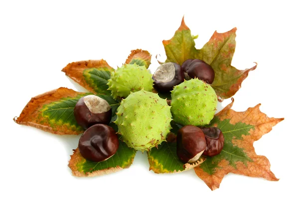 Chestnuts with autumn dried leaves, isolated on white — Stock Photo, Image