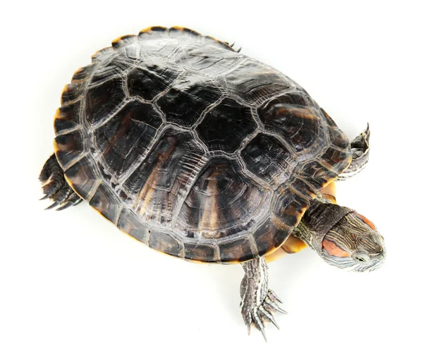 Red ear turtle isolated on white — Stock Photo, Image