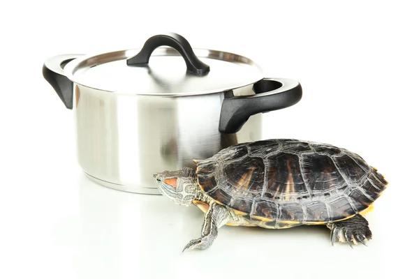 Tortue oreille rouge dans une casserole isolée sur blanc — Photo