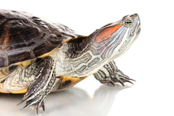 Rote Ohrenschildkröte isoliert auf weiß — Stockfoto