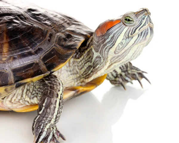 Czerwony ucha żółwia na białym tle — Zdjęcie stockowe