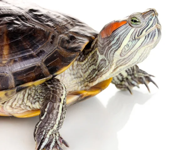 Tortue oreille rouge isolée sur blanc — Photo