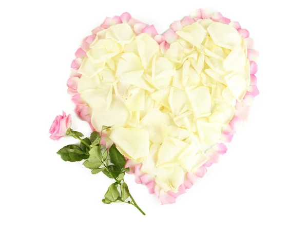 Excellent heart of white rose petals surrounded by pink petals isolated on white — Stock Photo, Image