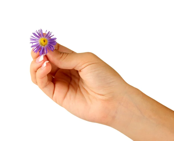 Purple chrysanthemum with woman's hands on white background — Stock Photo, Image