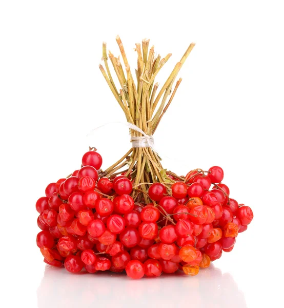 Rote Beeren von Viburnum isoliert auf weiß — Stockfoto