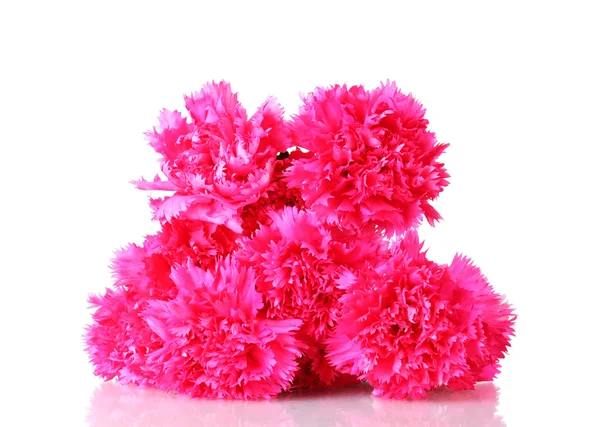 Bonitos cravos cor-de-rosa isolados em branco — Fotografia de Stock