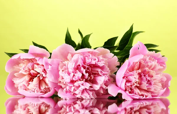 Tres peonías rosadas sobre fondo verde — Foto de Stock