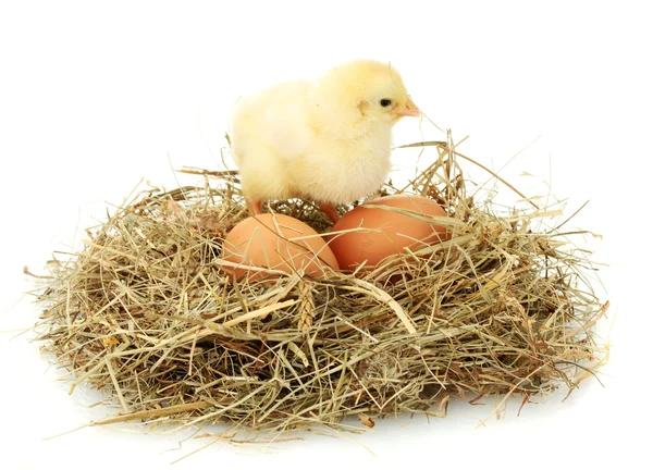 beautiful little chicken and eggs in nest, isolated on the white