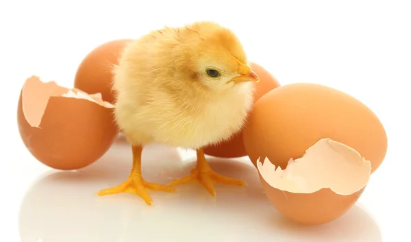 Galinha pequena bonita, casca de ovo e ovos isolados no branco — Fotografia de Stock