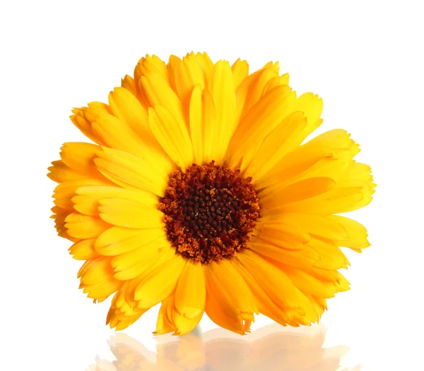 Beautiful calendula flower, isolated on white — Stock Photo, Image