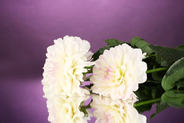 Beautiful white dahlias on purple background close-up — Stock fotografie