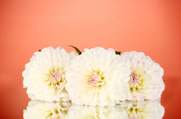 Beautiful white dahlias on red background close-up — Stock Photo, Image