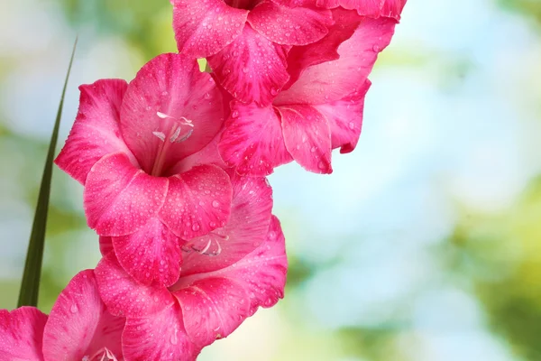 Beau gladiole rose, sur fond vert — Photo
