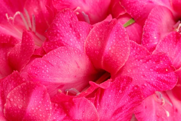 Mooie roze gladiolen, close-up — Stockfoto