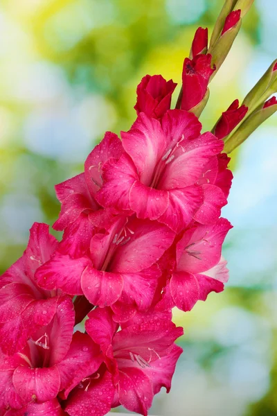 Beautiful bouquet of pink gladioluses, on green background — Stock Photo, Image