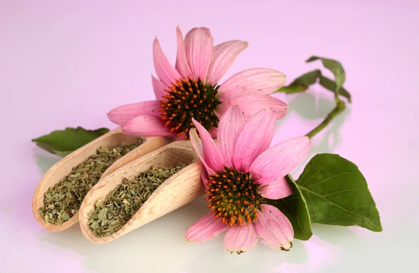 Lila Echinacea-Blüten und getrocknete Kräuter auf rosa Hintergrund — Stockfoto