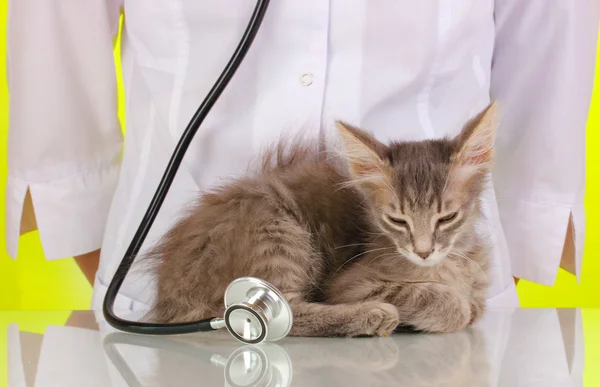 Ветеринар осматривает котенка на зеленом фоне — стоковое фото