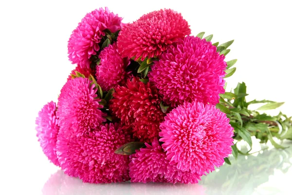 Roze aster bloemen, geïsoleerd op wit — Stockfoto