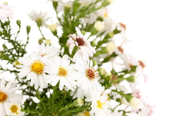 Beautiful white flowers isolated on white — Stock Photo, Image