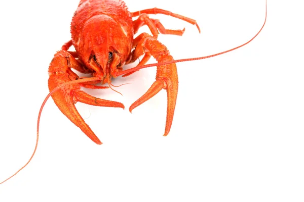 Tasty boiled crayfish isolated on white — Stock Photo, Image